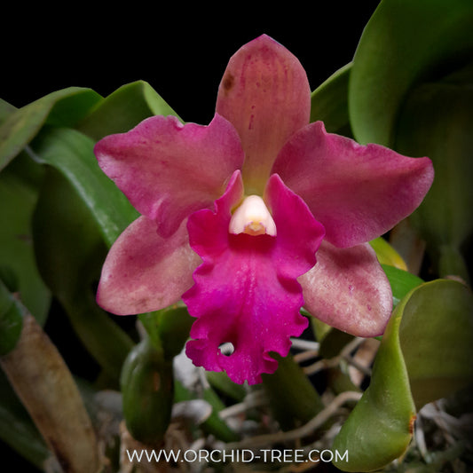 Cattleya (Rth.) Prakai Saed Orchid Plant - FF