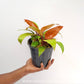 Philodendron Prince of Orange