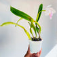 Cattleya purpurata var. russeliana sp. | BS