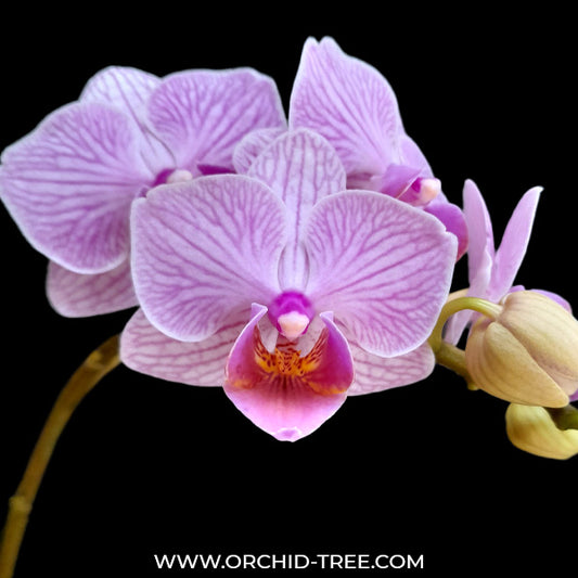 Phalaenopsis Younghome Purple Baby - FF