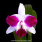 Cattleya (Lc.) Purple Cascade 'Beauty Of Perfume' - BS