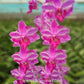 Phalaenopsis Purple Gem Miki Leopard Orchid Plant- BS