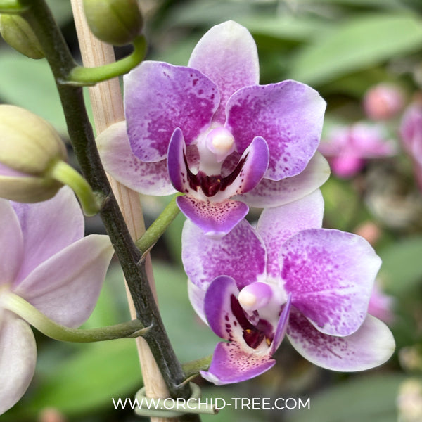 Phalaenopsis Shulong Violet Gem Orchid Plant- FF