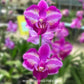 Phalaenopsis Purple Gem Miki Leopard Orchid Plant- BS