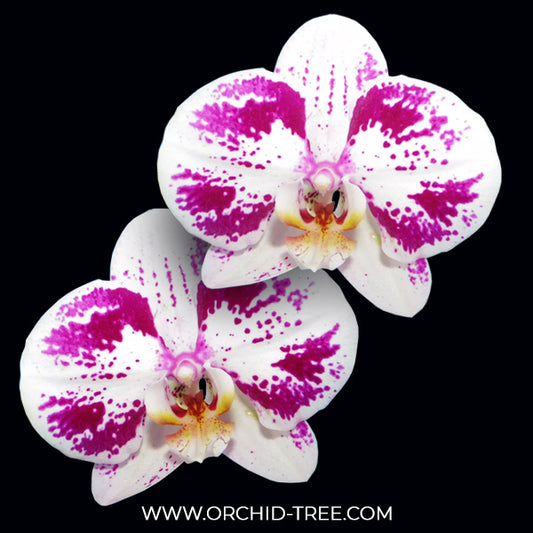 Phalaenopsis Purple 'Queen' Orchid Plants - FF