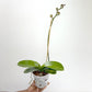 Phalaenopsis Purple 'Queen' Orchid Plants - FF