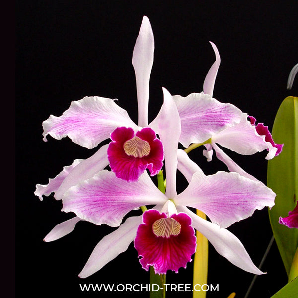 Cattleya (L.) purpurata var. striata × sib - BS