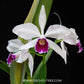 Cattleya (L.) purpurata X sib Orchid Plant - BS