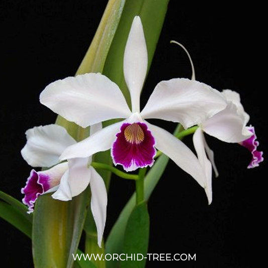 Cattleya (L.) purpurata X sib Orchid Plant - BS - Buy Orchids Plants Online by Orchid-Tree.com