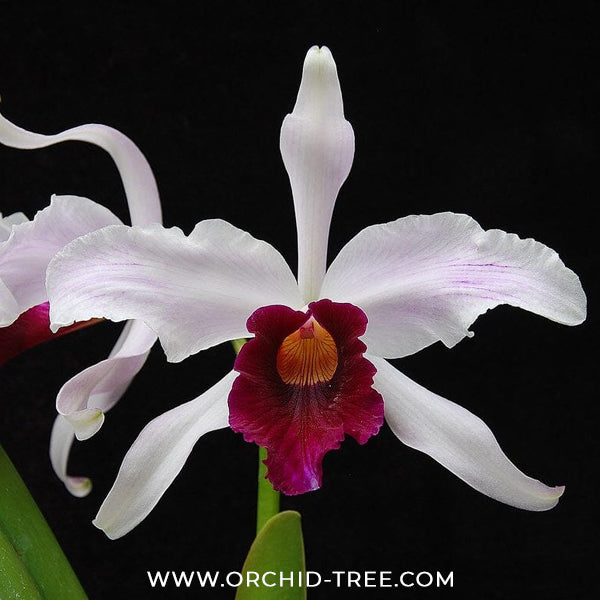 Cattleya (L.) purpurata X SIB Orchid Plant - BS