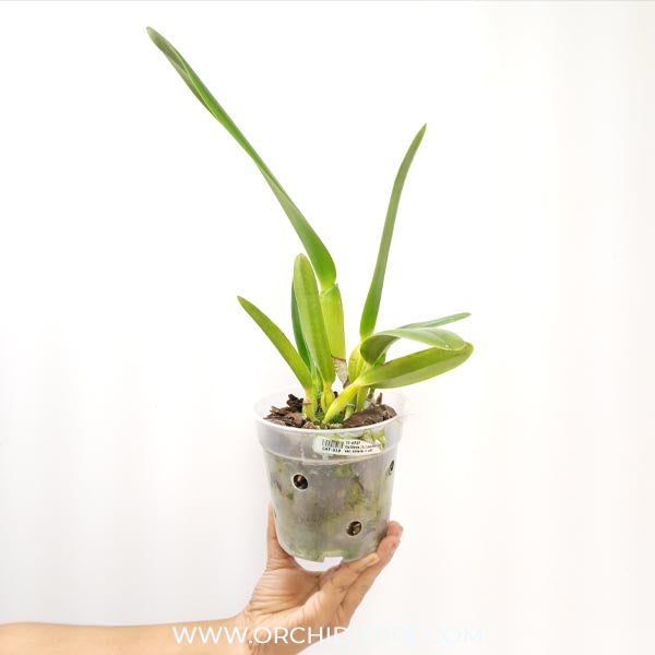 Cattleya (L.) purpurata var. striata × sib Orchid Plant - BS