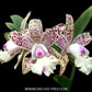 Cattleya Little Quail 'Bright Island' Orchid Plant - FF
