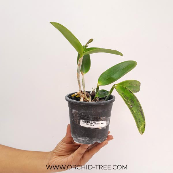 Cattleya Little Quail 'Bright Island' Orchid Plant - FF