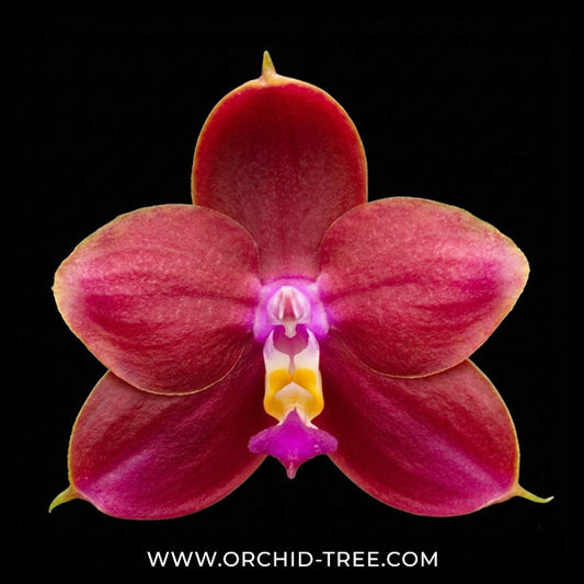 Phalaenopsis Vestar Queen Diamond Orchid Plant - MS