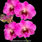 Dendrobium Queen Pink x Compactum - BS
