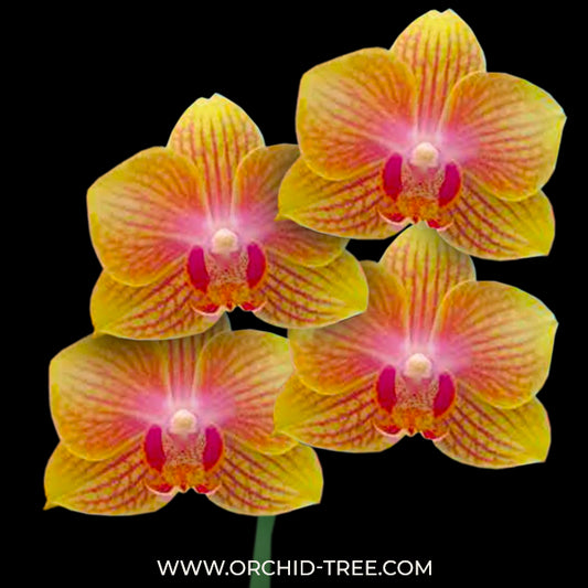 Phalaenopsis Queensland Orchid Plant - FF