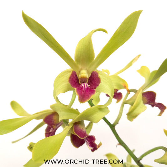 Dendrobium Yellow Rabbit RYU Orchid Plant - FF