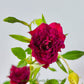 Creeper Red Rose - Buy Orchids Plants Online by Orchid-Tree.com