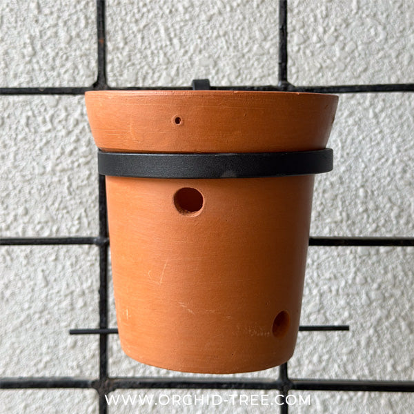 Terra Wall Set - Buy Orchids Plants Online by Orchid-Tree.com