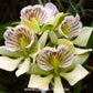 Encyclia radiata sp. Orchid Plant - BS