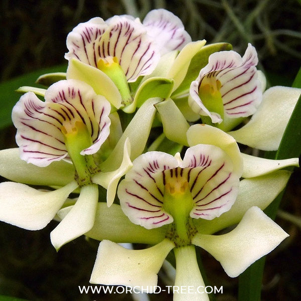 Encyclia radiata sp. Orchid Plant - BS