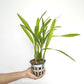 Encyclia radiata sp. Orchid Plant - BS