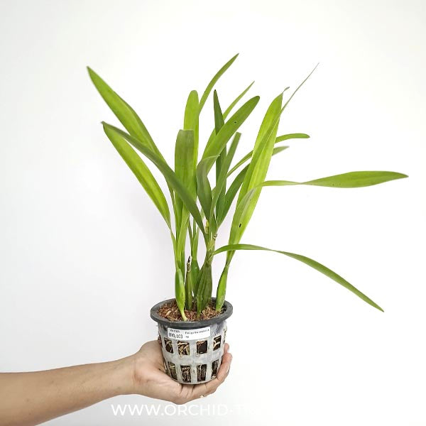 Encyclia radiata sp. Orchid Plant - BS