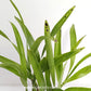 Encyclia radiata sp. Orchid Plant - BS