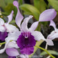 Dendrobium Indonesia Raya Blue Orchid - FF