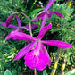 Cattleya (Bc.) Yuan Dung Red Star - BS