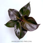 Philodendron Red Heart