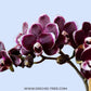 Phalaenopsis Red Peoker - FF - Buy Orchids Plants Online by Orchid-Tree.com
