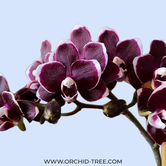 Phalaenopsis Red Peoker - FF - Buy Orchids Plants Online by Orchid-Tree.com