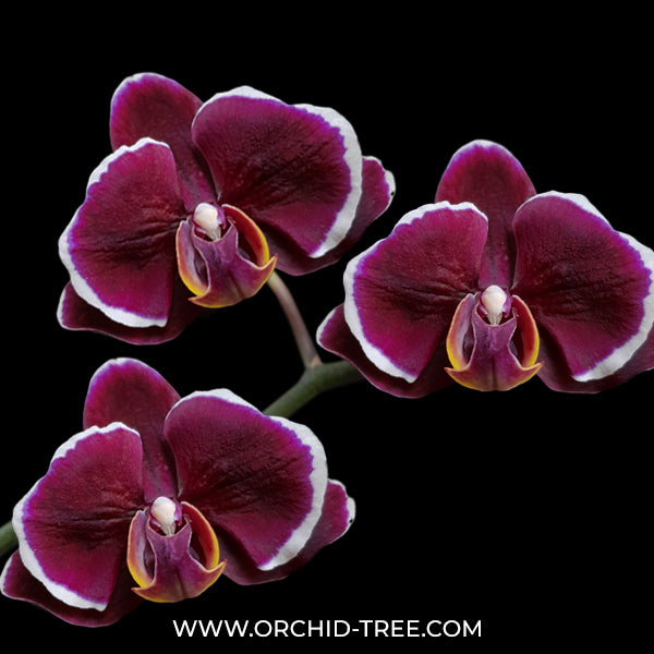 Phalaenopsis Rum Red Orchid Plant - FF
