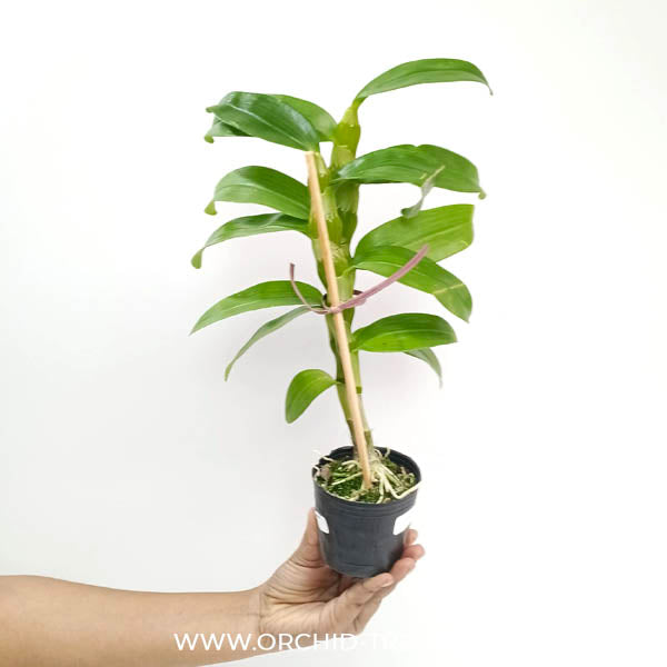Dendrobium Red Emperor 'Prince' Orchid Plant - BS