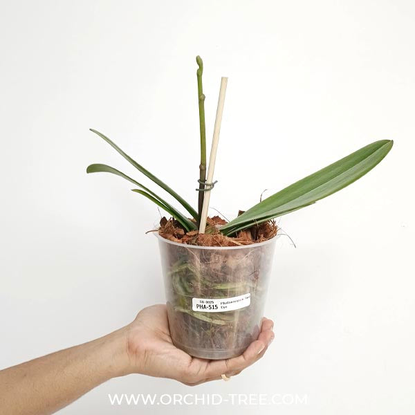 Phalaenopsis Red Eye Orchid Plant - FF