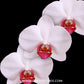 Phalaenopsis Red Eye Orchid Plant - FF