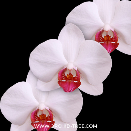 Phalaenopsis Red Eye Orchid Plant - FF