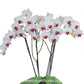 Phalaenopsis Red Eye Orchid Plant - FF