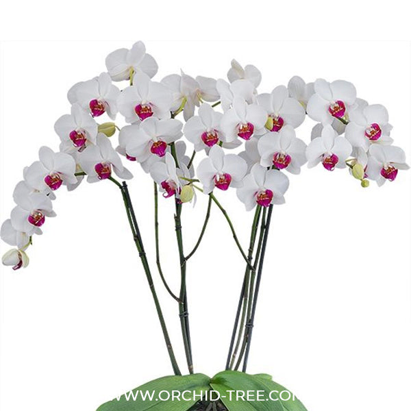 Phalaenopsis Red Eye Orchid Plant - FF