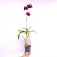 Dendrobium Red Town Orchid Plant - FF