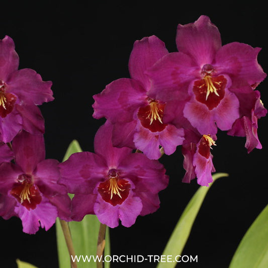 Oncidium (Mtdm.) Hwuluden Diamond 'Red Arowana' Orchid Plant - BS