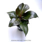 Philodendron Red Heart