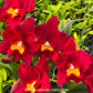 Cattleya (Rth) Shinfong Red Mudan - BS