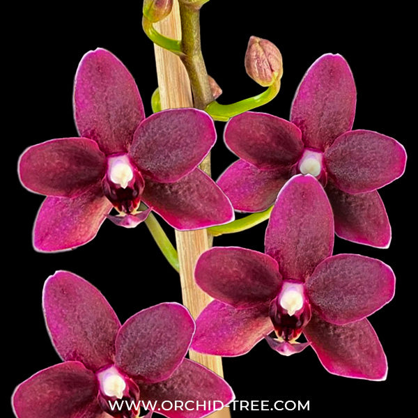 Phalaenopsis Maiden X Red Eagle - BS