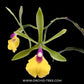 Cattleya (Epc.) Rene Marques Flame Thrower x Rvm. Janette Reader - SS - Buy Orchids Plants Online by Orchid-Tree.com