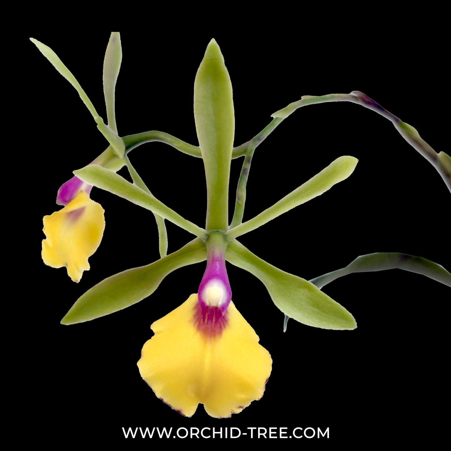Cattleya (Epc.) Rene Marques Flame Thrower x Rvm. Janette Reader - SS - Buy Orchids Plants Online by Orchid-Tree.com