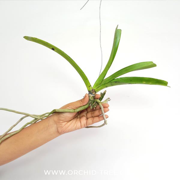 Rhynchostylis retusa Pink Sp. Orchid Plant - BS (Bareroot)