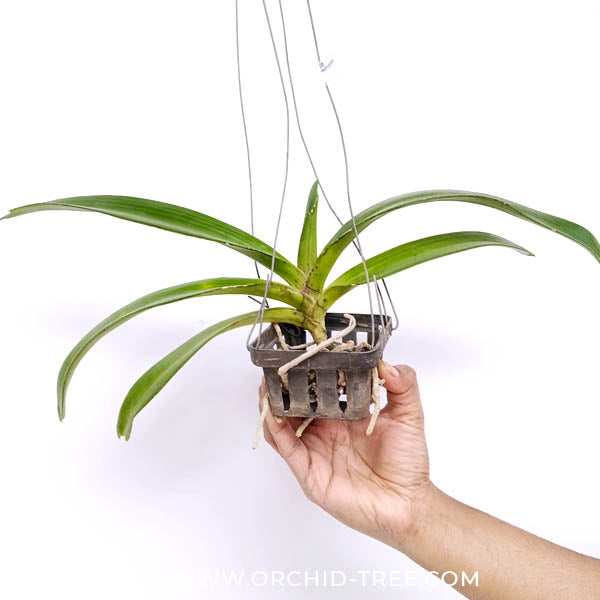 Rhynchostylis gigantea Blue Orchid Plant - FF