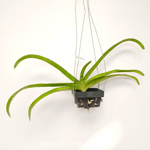 Rhychostylis (gigantea blue x V.tessellata) x denisoniana) Orchid Plant - BS